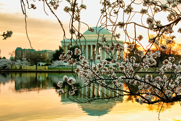 Cherry Blossoms 3/2022