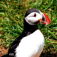 Atlantic Puffin, Iceland 2023