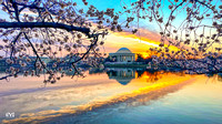 Cherry Blossoms 3/2022